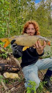 Common Carp