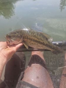 Largemouth Bass