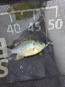 Green Sunfish