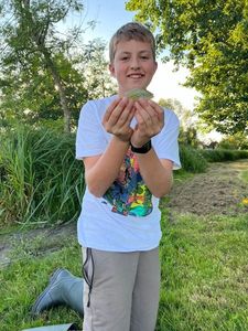 Green Sunfish