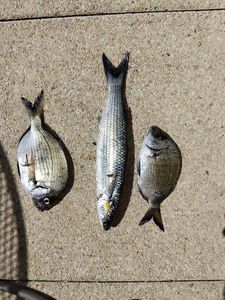 Common Two-banded Seabream