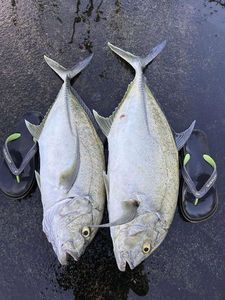 Pacific Crevalle Jack
