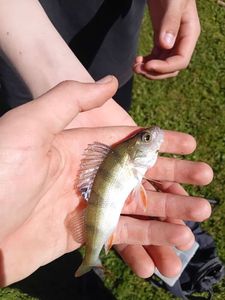 European Perch