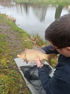 Common Carp