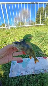 European Perch