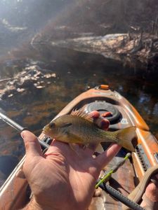 Redbreast Sunfish
