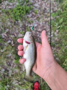 Largemouth Bass