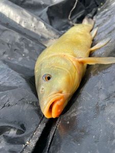 Tench