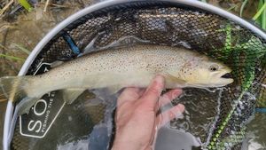 Brown Trout