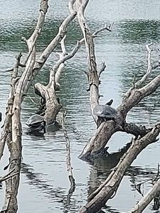 Red-Eared Slider