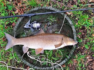 Barbel
