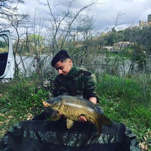 Common Carp