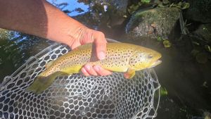 Brown Trout