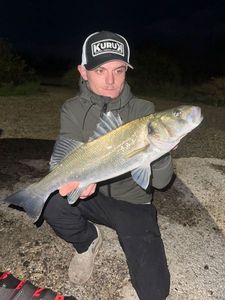 European Bass (Seabass)