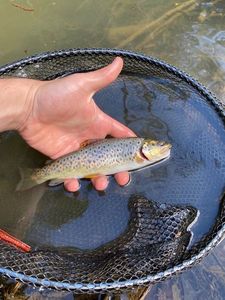 Brown Trout