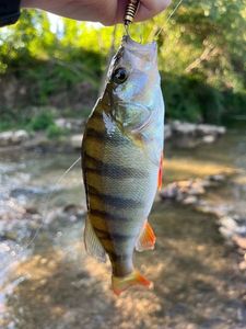 European Perch