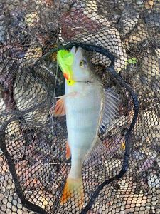 European Perch