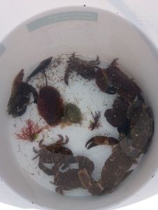 Common Shore Crab (Green Crab)