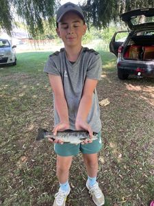 Rainbow Trout