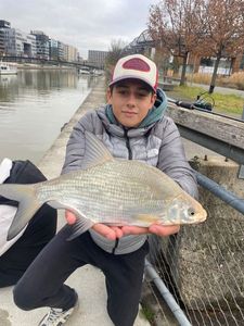 Common Bream