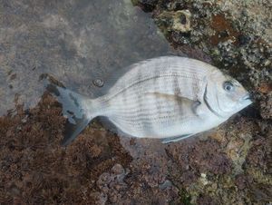 White Seabream