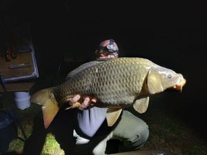 Common Carp