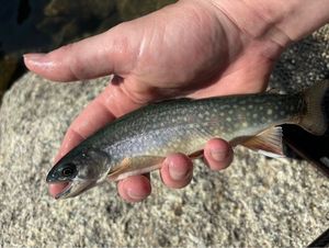 Brook Trout