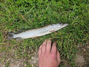 Northern Pike