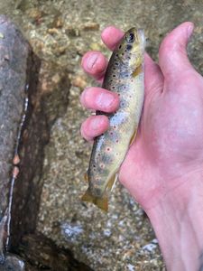 Brown Trout