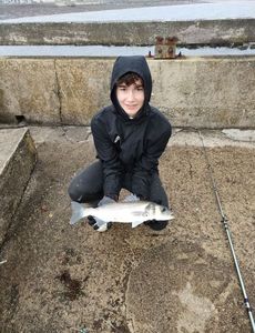 European Bass (Seabass)
