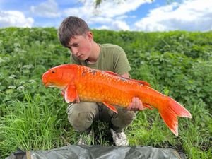 Koï Fish