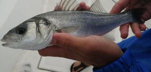 European Bass (Seabass)