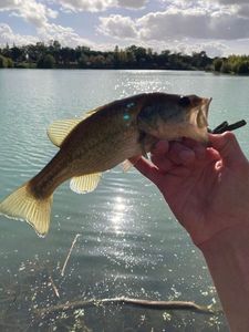 Largemouth Bass