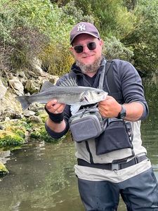 European Bass (Seabass)