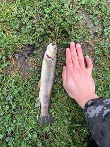 Brown Trout