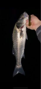 European Bass (Seabass)