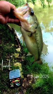 Largemouth Bass