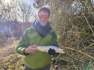 Brown Trout