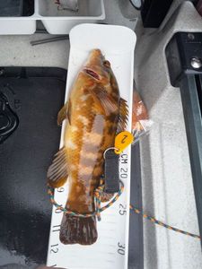 Ballan Wrasse