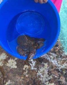 Common Octopus