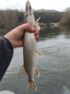 Northern Pike