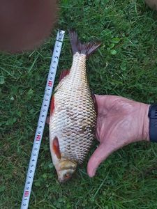 Roach
