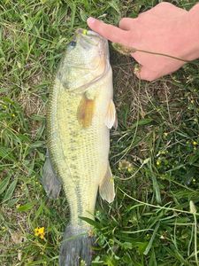 Largemouth Bass