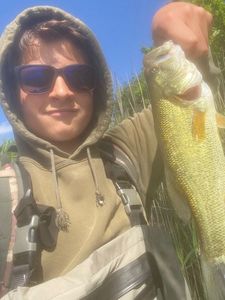 Largemouth Bass
