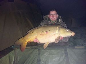 Mirror Carp