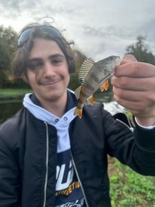European Perch