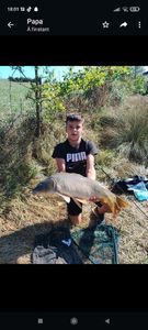 Common Carp
