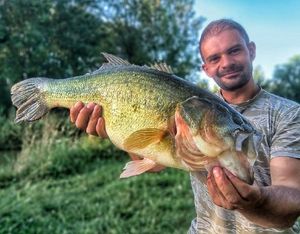 Largemouth Bass