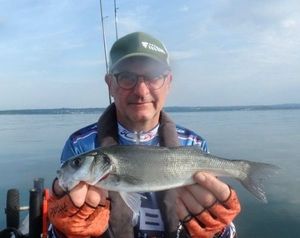 European Bass (Seabass)