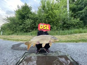 Common Carp